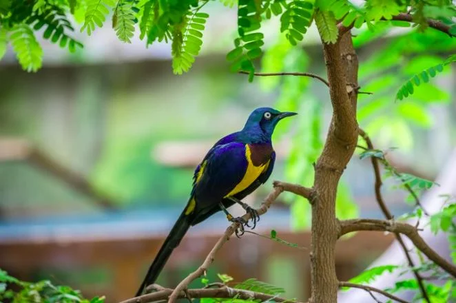 Bird Watching