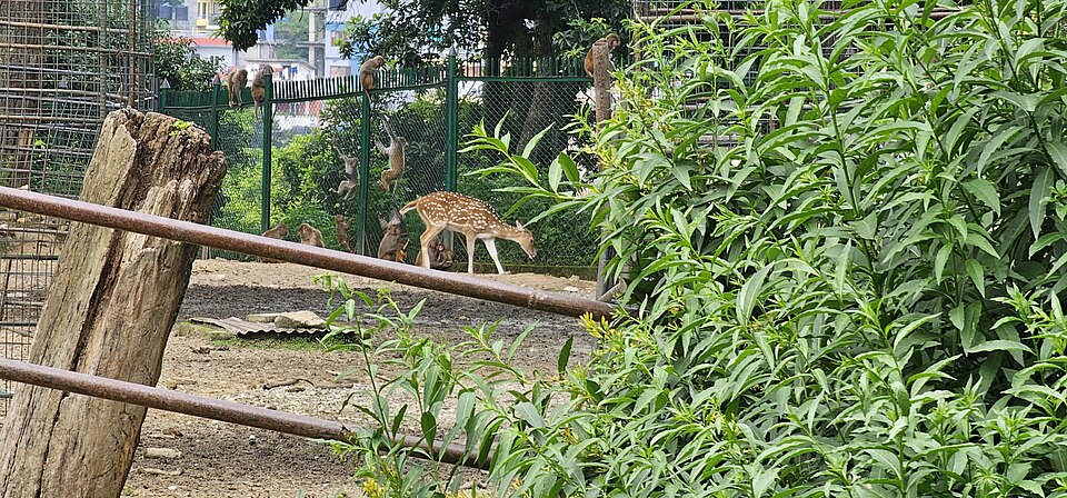 deers_in_mrigasthali_pashupatinath
