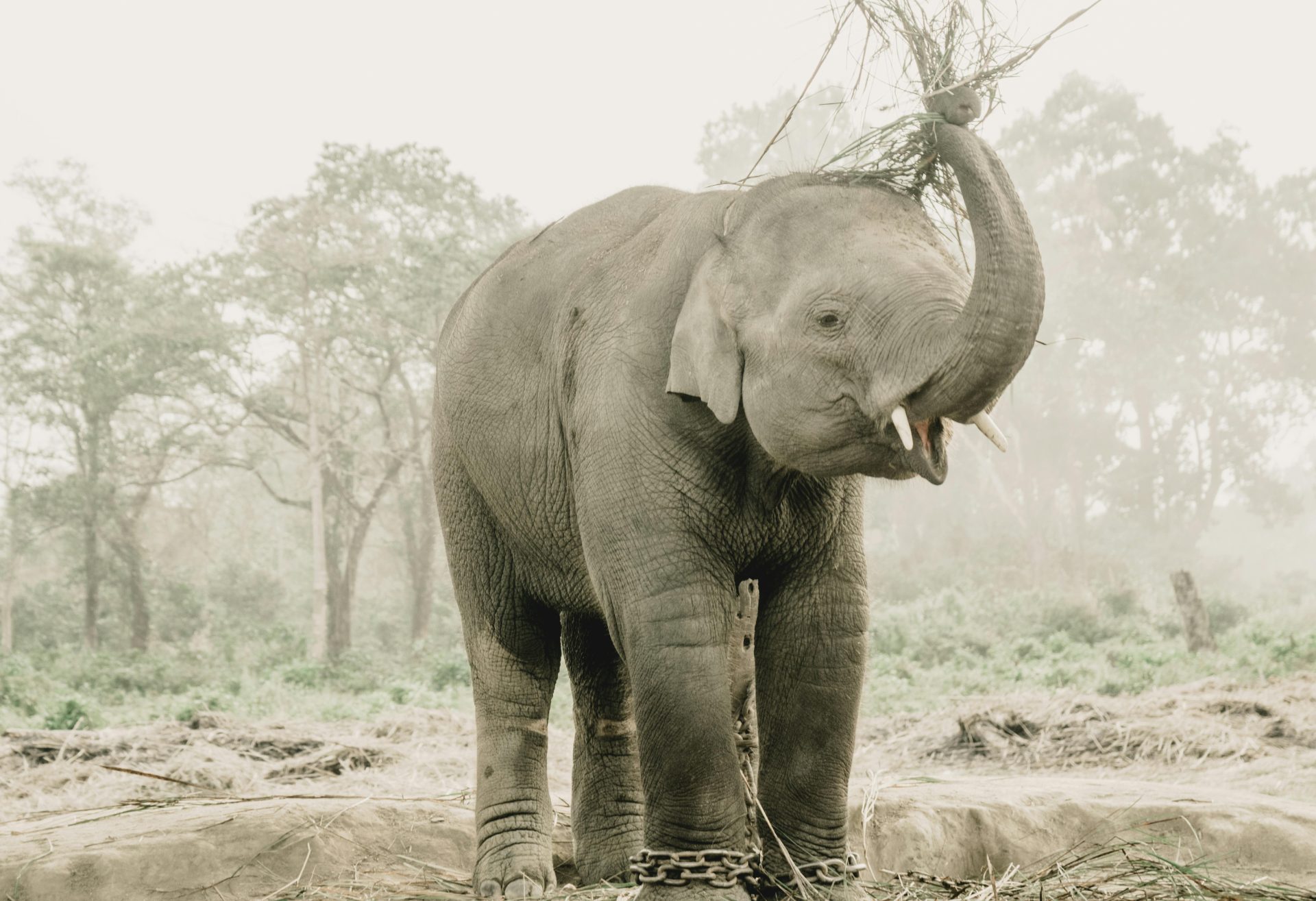 Elephant-in-chitwan-National-Park