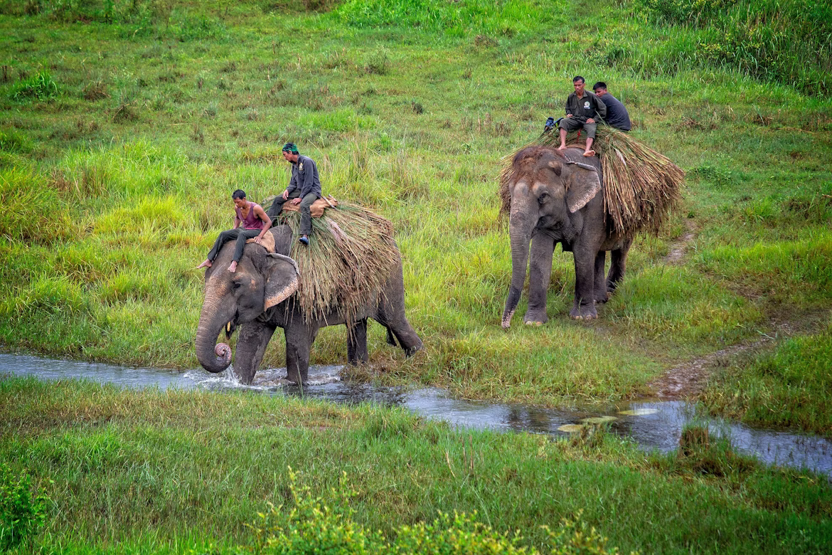 Elephant-riding-in-chitwan-national-park