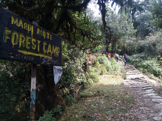 Forest Camp Mardi Trek
