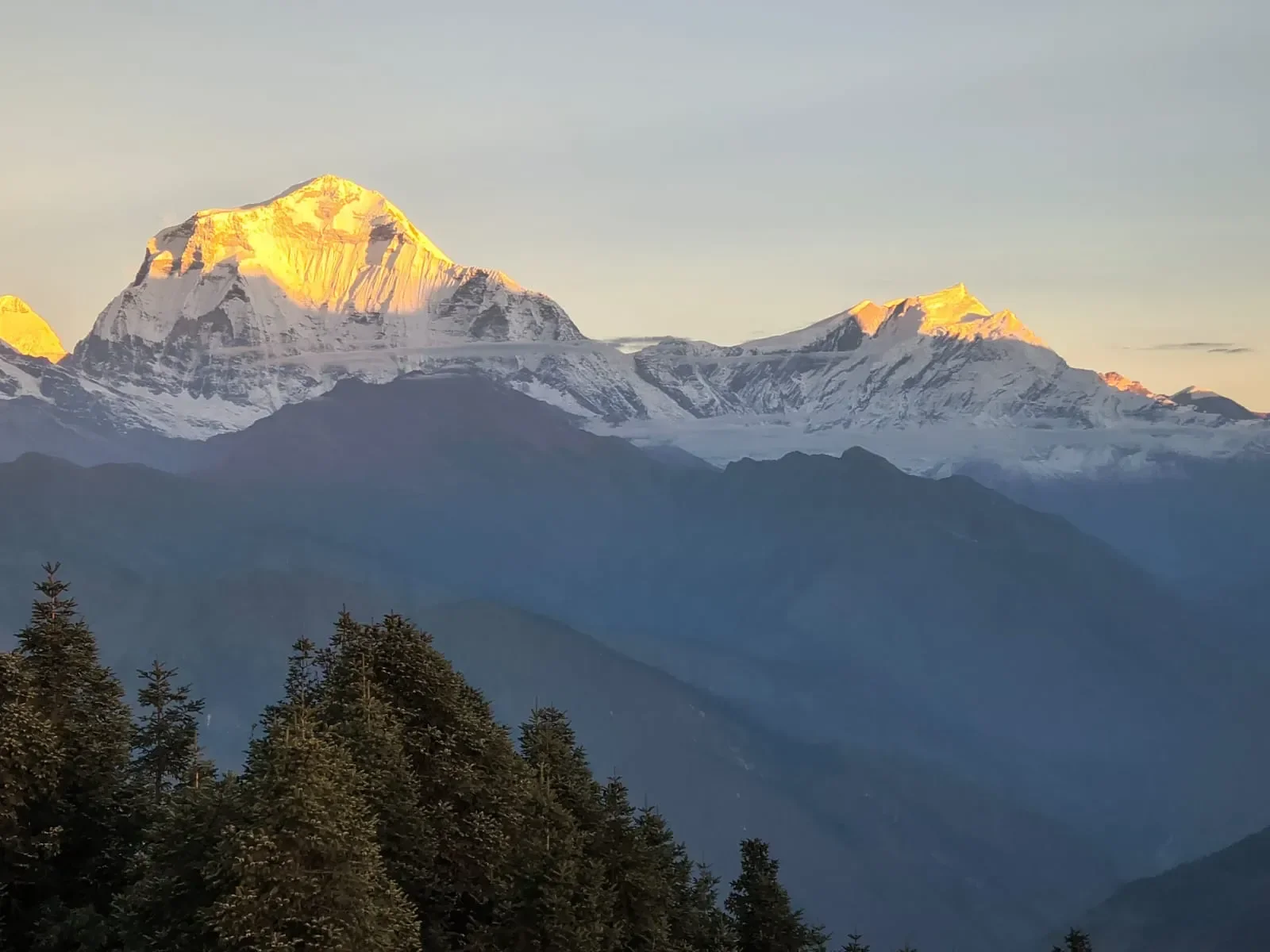 Sunrise hitting the snow-capped peak of Mount Dhaulagiri with golden light above evergreen pine trees from Poon Hill Nepal