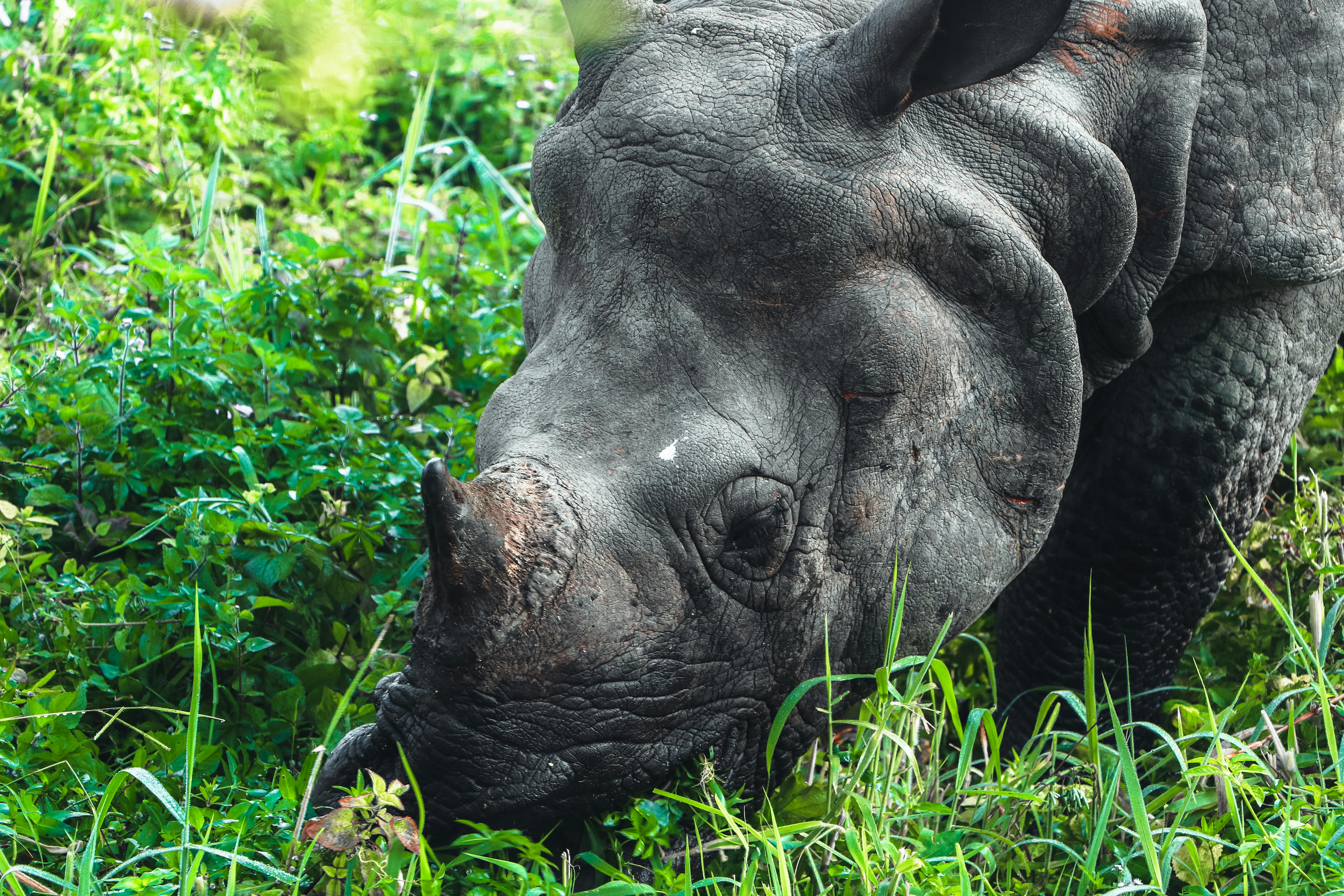 Chitwan Weather in June: Monsoon Onset, Rain Patterns & Insider Tips