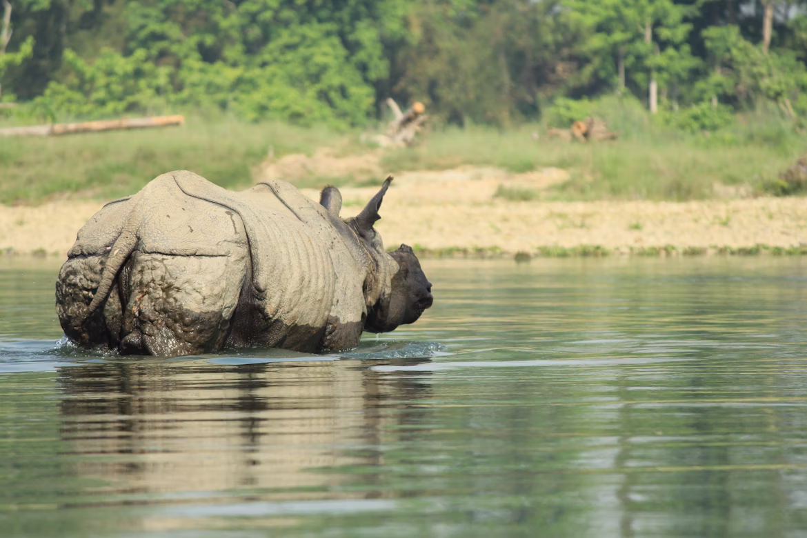 rhinocerous-in-a-river-in-chitwan-national-park