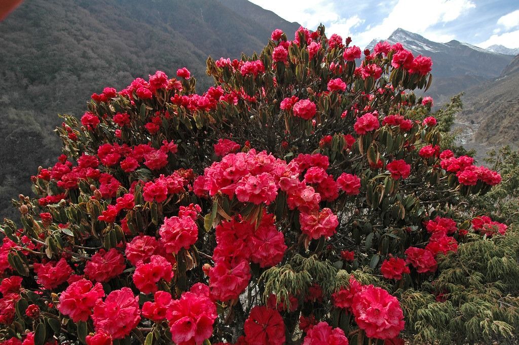 Close-up of vibrant pink and red rhododendron blossoms blooming on tree branches along a trekking trail in the Nepal Himalayas under soft daylight.