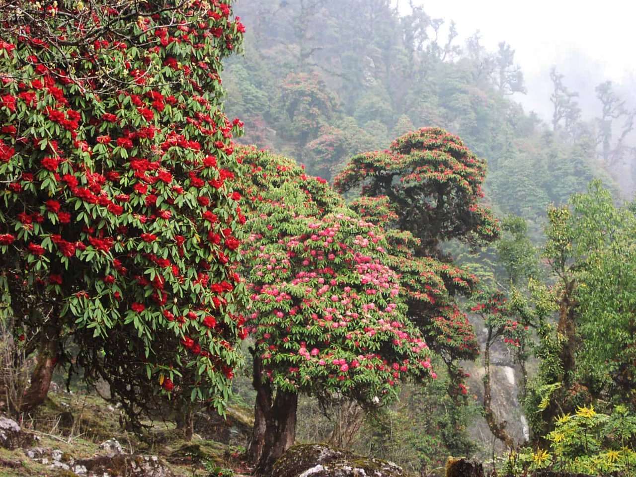 Rhododendron: The National Flower of Nepal and Its Hidden Botanical Story
