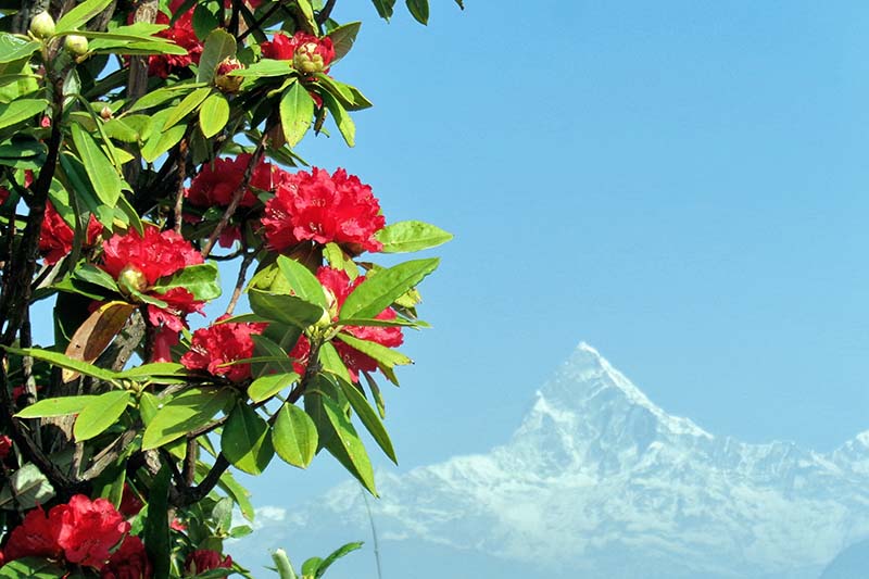 Panoramic view of hikers walking along a mountain ridge trail lined with blooming red, white, and pink rhododendron trees, with a sweeping background of the snow-covered Annapurna mountain range and Machapuchare peak under a clear blue sky.